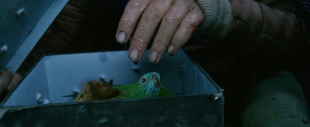 Pássaros na caixa em "Bird Box"