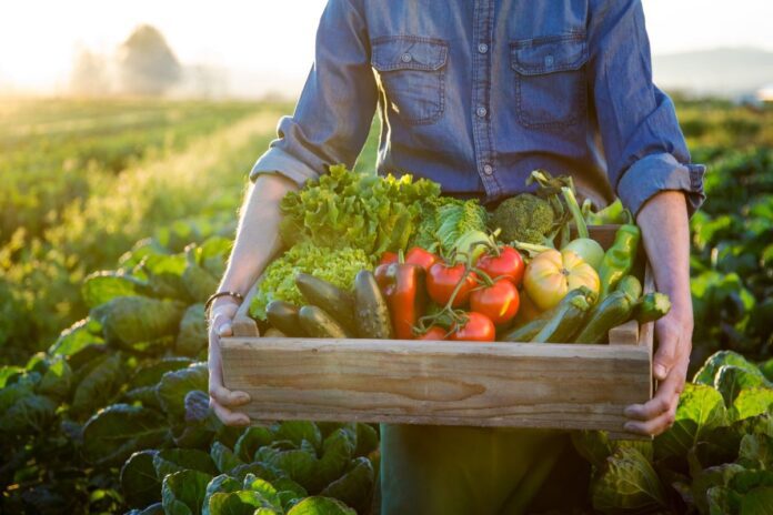 Dia do agricultor é um reconhecimento aos que produzem alimentos para o mundo