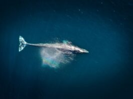 Como funciona o whaling, tática de cibercrime que mira C-Levels e diretores