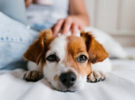 Influenza canina: cães também podem ficar gripados