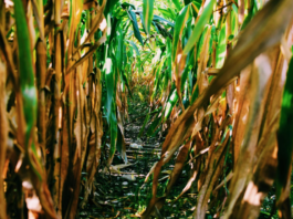 Indústria química contribui para a agricultura sustentável