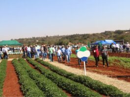 Feira Nacional do Amendoim começa neste dia 7 de agosto