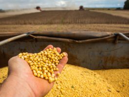 Recuperação judicial no agro segue em alta