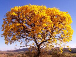 Primavera proporciona um colorido diferente na paisagem