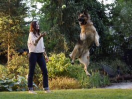 Obesidade compromete as articulações dos cães