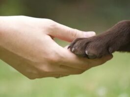 Dia Nacional de Adotar um Animal chega a 24ª edição