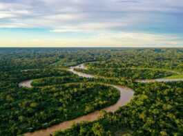 Cultivo da palma recupera áreas degradadas da Amazônia