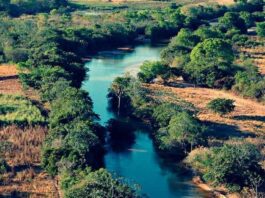 Dia do Cerrado é comemorado em 11 de setembro