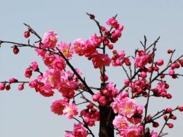 Primavera é a estação do ano marcada pelo florescimento das plantas