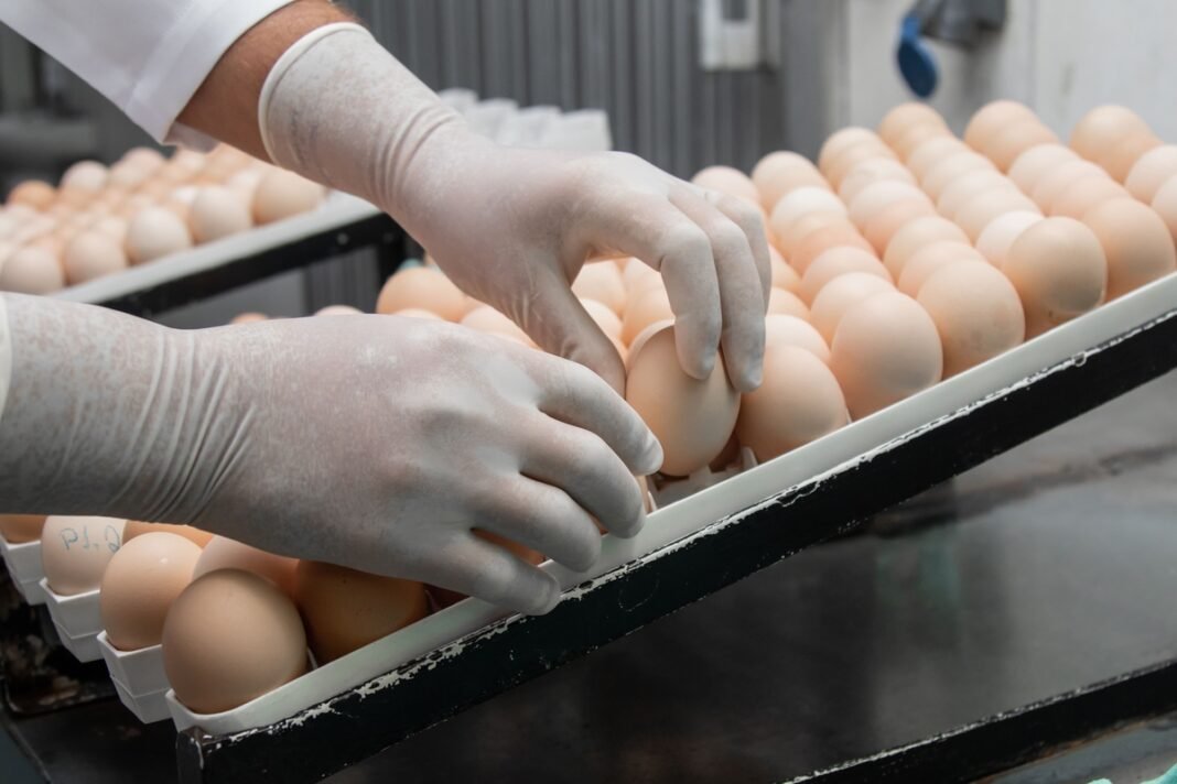 Dia do Ovo: Boehringer destaca ciência na alimentação Dia do Ovo: Boehringer destaca ciência na alimentação