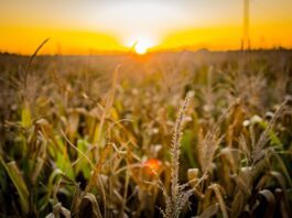 Evento reunirá nomes do marketing no agro nacional