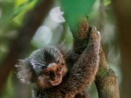 Destinos sustentáveis permitem vivenciar experiências próximas da natureza