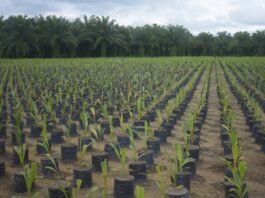 Grupo BBF contribui com agricultura sustentável na Amazônia