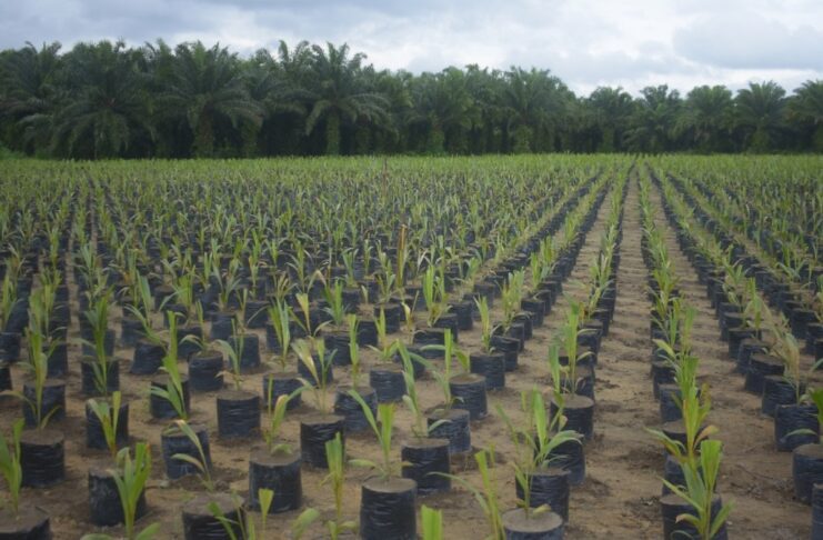 Grupo BBF contribui com agricultura sustentável na Amazônia