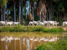 Parintins Agropecuária estará presente na Expoferr