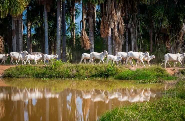 Parintins Agropecuária estará presente na Expoferr