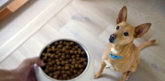 Hill's lança a Sensitive Stomach & Skin, da Specialty, com proteína sustentável