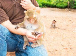 Foz ganha novo espaço de conexão com a natureza e animais