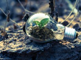 Sustentabilidade guia escolhas de 67% dos brasileiros