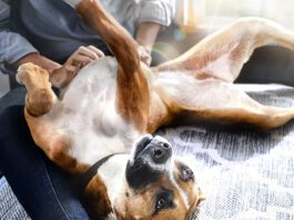 Hill's reforça importância das fibras na saúde intestinal e bem-estar de pets