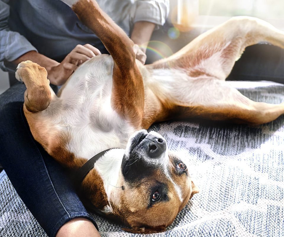 Hill's reforça importância das fibras na saúde intestinal e bem-estar de pets Hill's reforça importância das fibras na saúde intestinal e bem-estar de pets