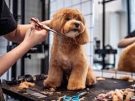 Profissão grooming está muito além de banho e tosa de pet