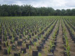 Grupo BBF fortalece a economia circular na Amazônia