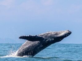Litoral Norte de SP inicia temporada de baleias-jubarte e impulsiona turismo