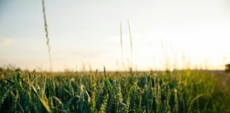 Tecnologia inova o campo e agronegócio em 2025