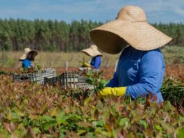 Eucatex integra lista de líderes globais em sustentabilidade