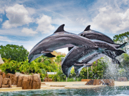 Brasileiros compram mais ingressos para parques na Flórida