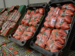 Atibaia é destaque pela produção de qualidade dos morangos