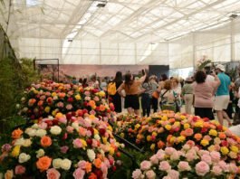 Atibaia é destaque nacional de produção de flores