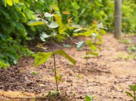 PAM Saint-Gobain mantém "Protagonismo" com Selo BV ESG 360