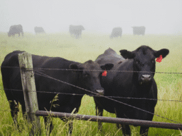 Desempenho da indústria química impacta cadeia de alimentos