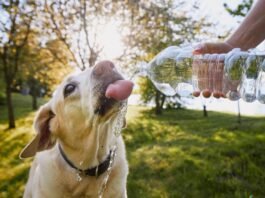 Nutricionista explica por que o corpo precisa de mais água no tempo seco