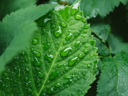 Alta no mercado de fertilizantes favorece indústria química