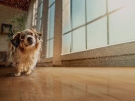 Pisos laminados Eucafloor agora têm resistência total à água