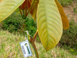 Era da sustentabilidade impulsiona ações de reflorestamento