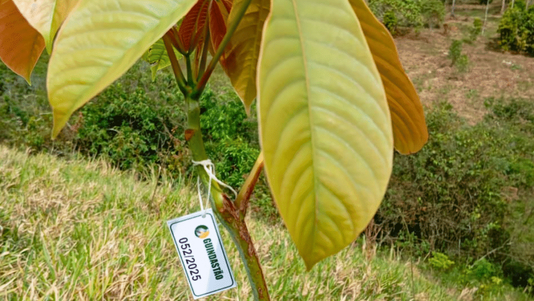 Era da sustentabilidade impulsiona ações de reflorestamento Era da sustentabilidade impulsiona ações de reflorestamento