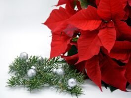 Giuliana Flores prevê aumento de 25% nas vendas no Natal