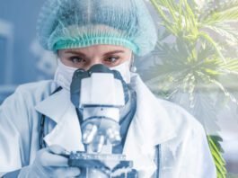 Acesso à Cannabis medicinal cresce e exige segurança