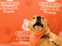 Shopee se une à Ampara Animal pelos cuidados aos animais