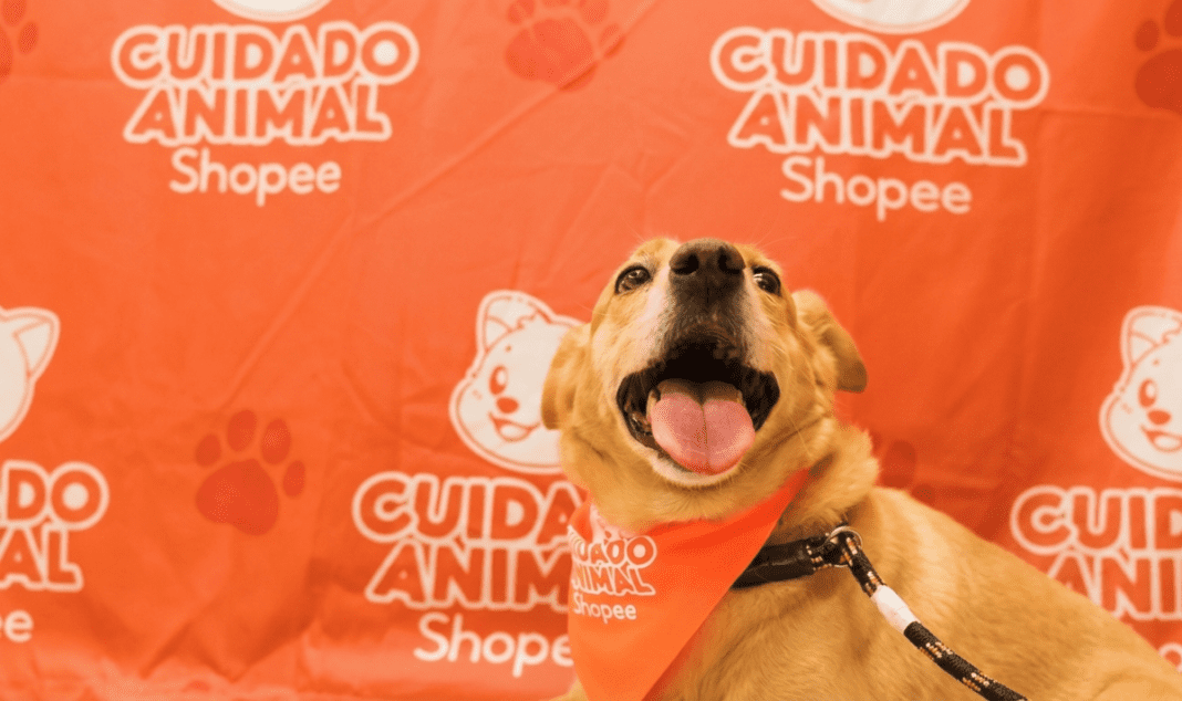 Shopee se une à Ampara Animal pelos cuidados aos animais Shopee se une à Ampara Animal pelos cuidados aos animais