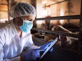 Frigoríficos investem mais em rastreabilidade da carne suína