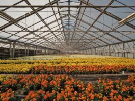 Altas temperaturas exigem atenção redobrada com flores e plantas no verão Altas temperaturas exigem atenção redobrada com flores e plantas no verão