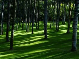 Mercado de carbono impulsiona a agenda ambiental e econômica