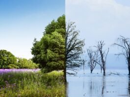 Empresa brasileira obtém 1ª acreditação UNFCCC das Américas