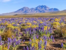 KAYAK revela 5 destinos com eventos naturais para ir em 2026