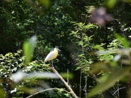 Originals é lançada como veículo escalável para restauração